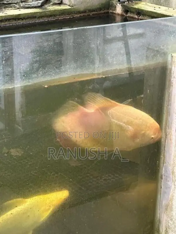 3 giant gourami, 2 Iridescent Shark Catfish, 1 glass cleaner