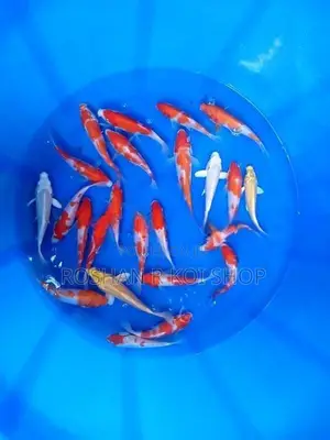 Beautiful Sl Koi Fish