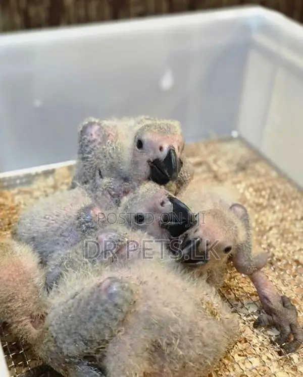 Congo African Grey Chicks