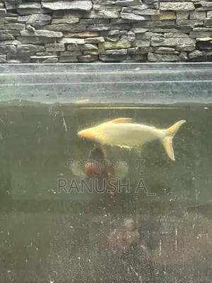 3 giant gourami, 2 Iridescent Shark Catfish, 1 glass cleaner