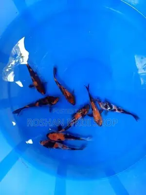 Beautiful Sl Koi Fish