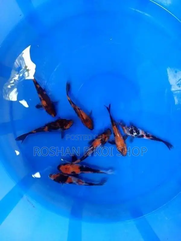 Beautiful Sl Koi Fish