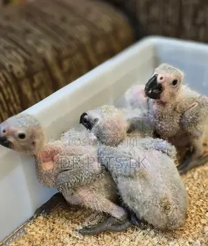 Congo African Grey Chicks