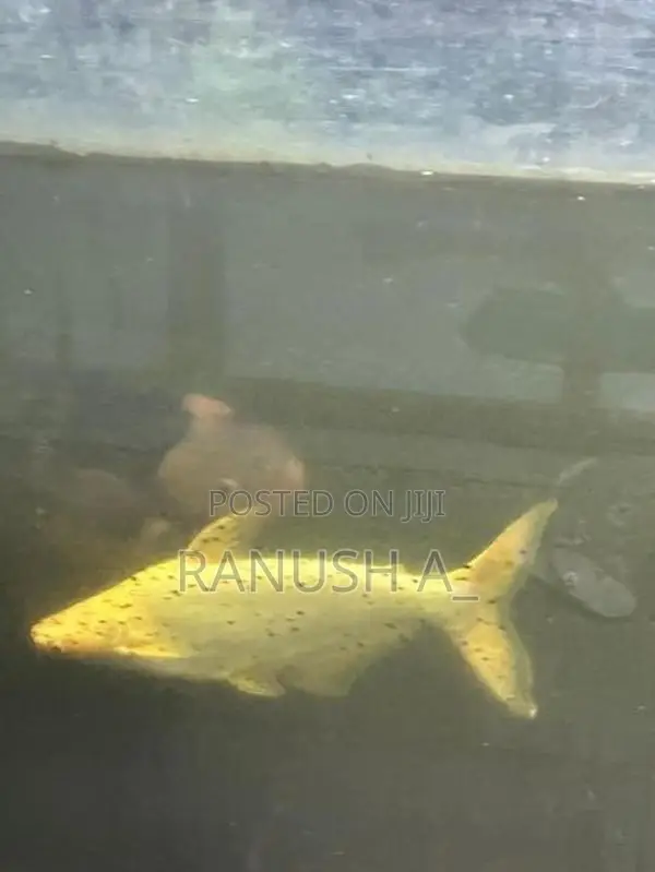 3 giant gourami, 2 Iridescent Shark Catfish, 1 glass cleaner
