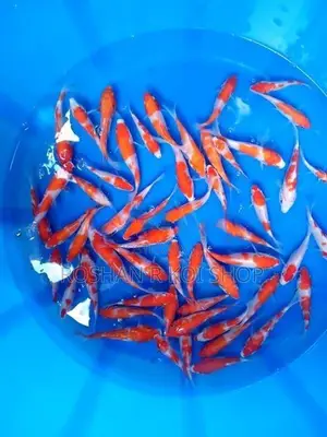 Beautiful Sl Koi Fish