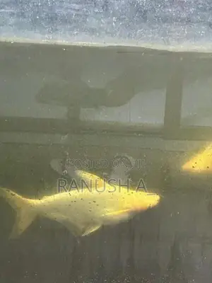 3 giant gourami, 2 Iridescent Shark Catfish, 1 glass cleaner