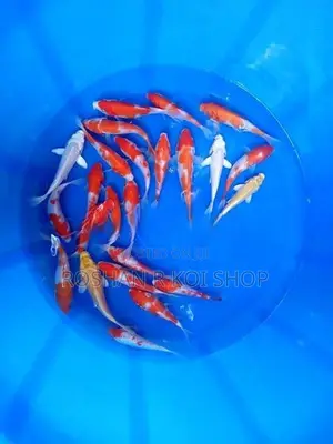 Beautiful Sl Koi Fish