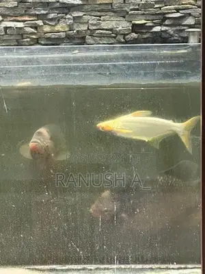 3 giant gourami, 2 Iridescent Shark Catfish, 1 glass cleaner