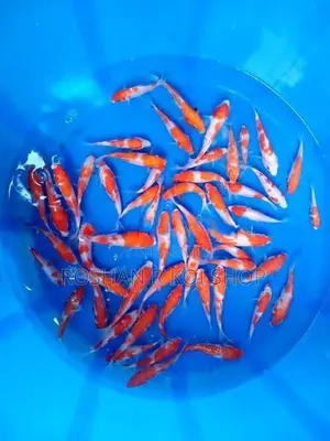 Beautiful Sl Koi Fish