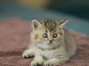 British short hair kittens