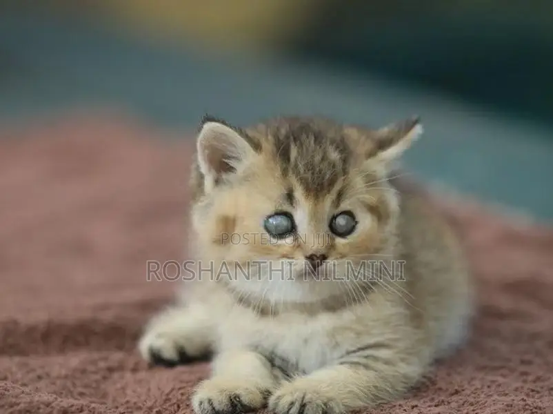 British short hair kittens