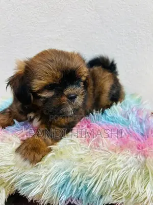 shitzu puppy