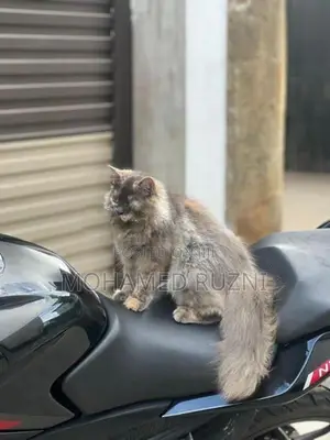 Persian Cat