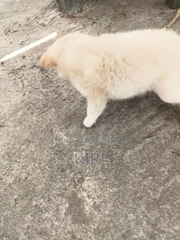 Labrador Puppies