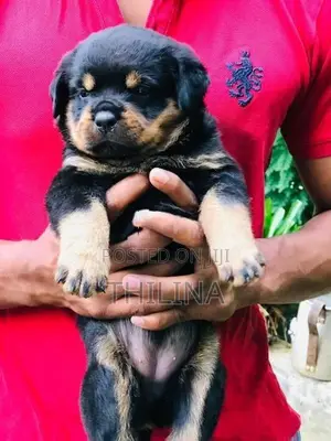 Rottweiler puppies