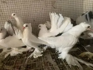 Pigeon