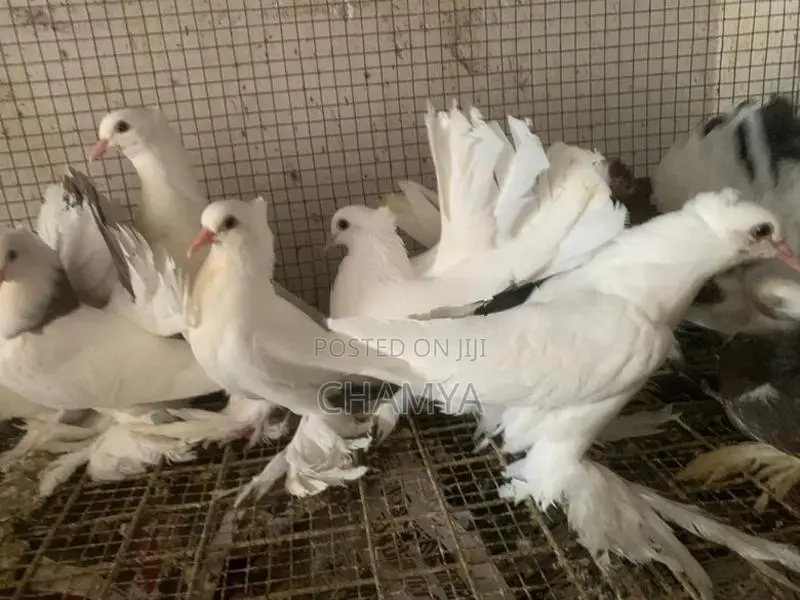 Pigeon