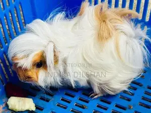 Peruvian Long Hair