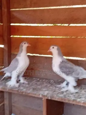 Pigeons