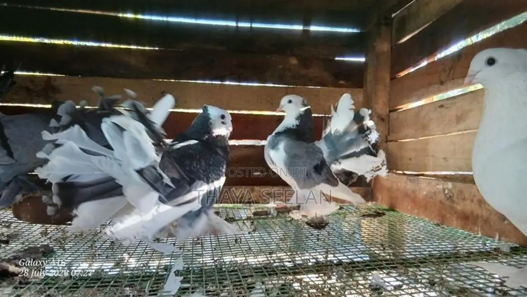 pigeon