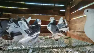 pigeon