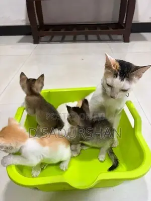 Kittens