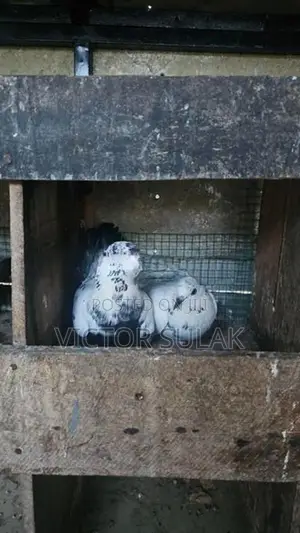 Pigeons