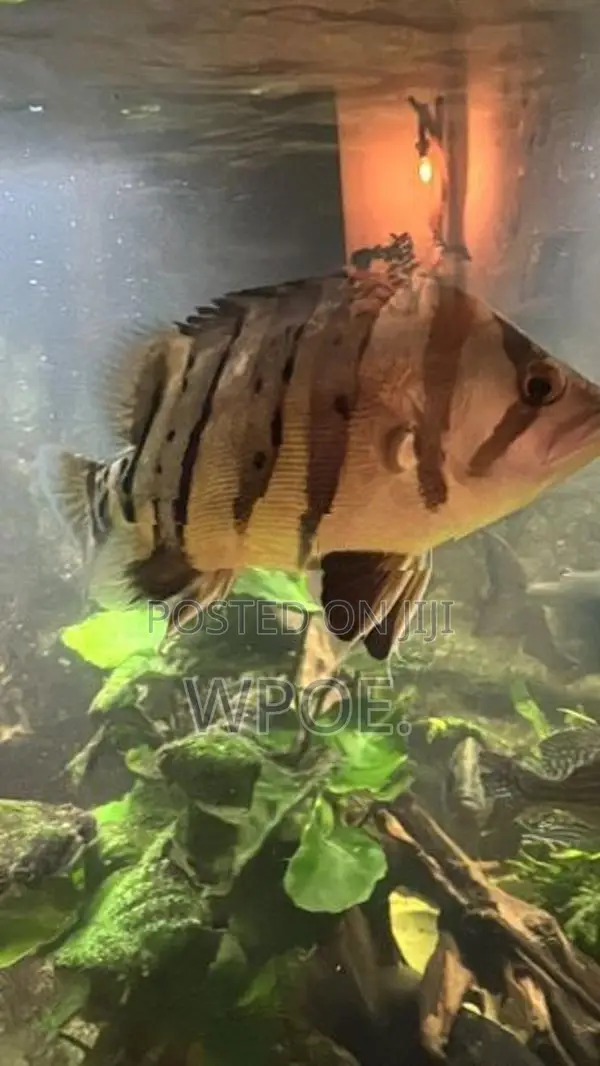 Indo Tiger Fish