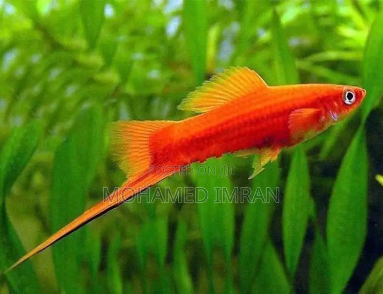 Kandy Guppy