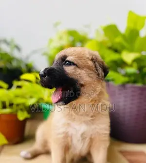 German shepherd cross puppy