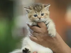 British short hair kittens