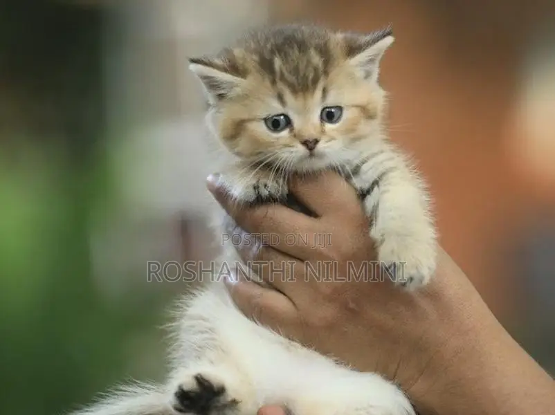 British short hair kittens