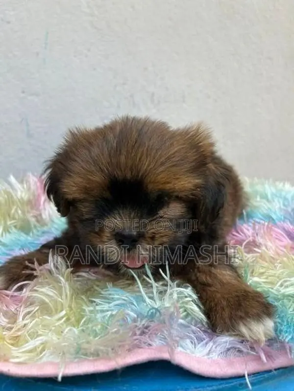 shitzu puppy