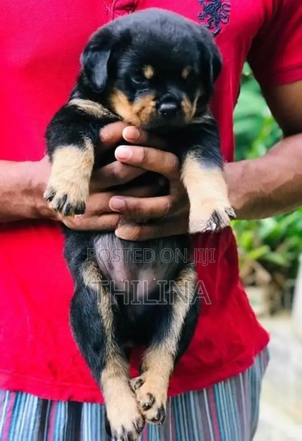 Rottweiler puppies