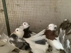 Pigeon