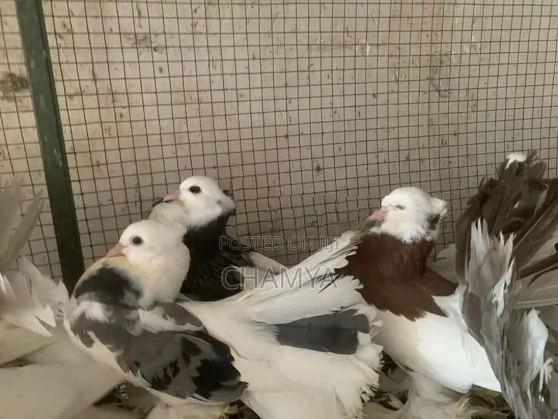 Pigeon