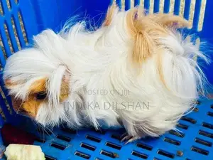Peruvian Long Hair