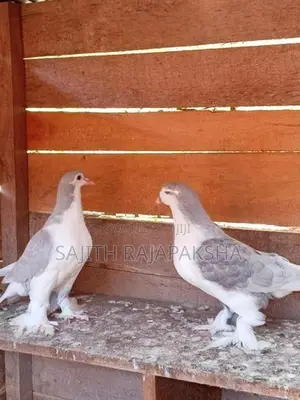 Pigeons
