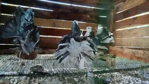 pigeon