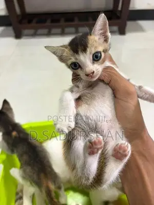 Kittens