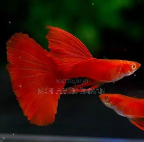 Kandy Guppy