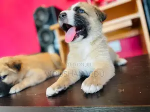 German shepherd cross puppy