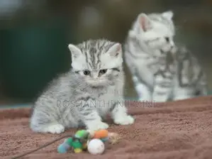 British short hair kittens