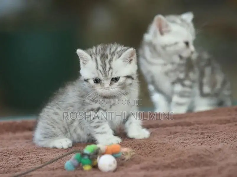 British short hair kittens