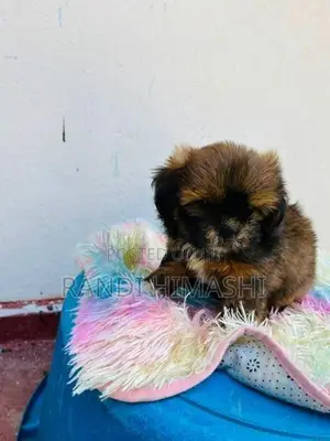 shitzu puppy