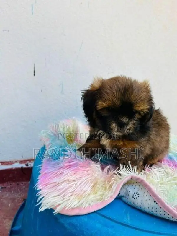 shitzu puppy