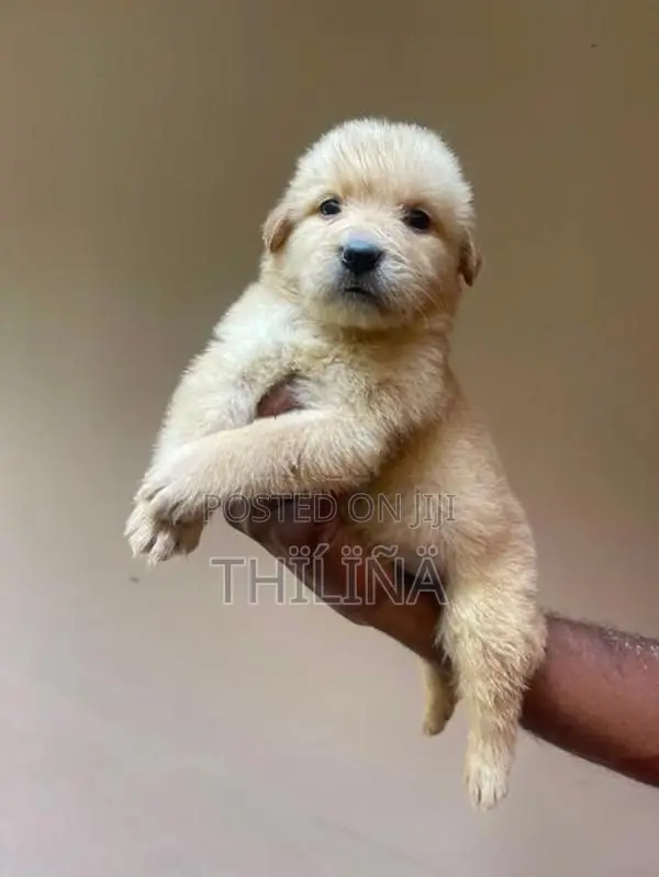 Golden Retriever Puppies