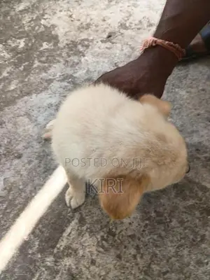 Labrador Puppies