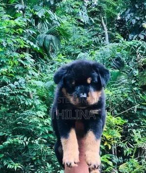 Rottweiler puppies