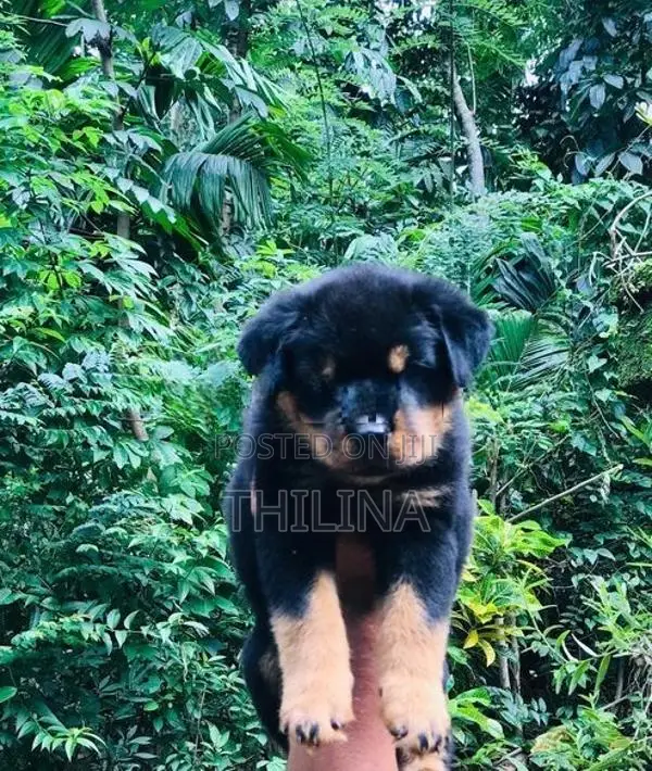 Rottweiler puppies